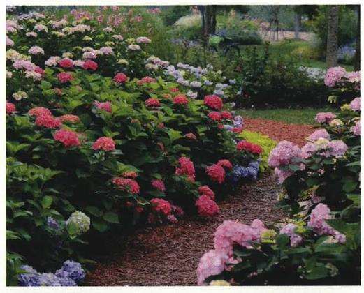 上海辰山植物园仲夏花展