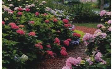 2019 上海辰山植物园仲夏花展