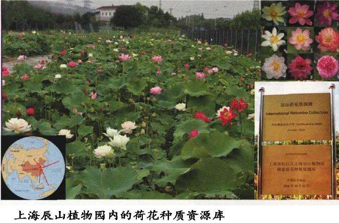 荷花新品种怎么命名与资源保护的5个方法