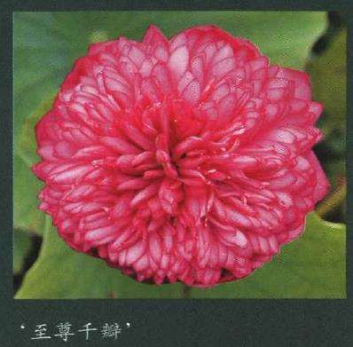 荷花新品种怎么命名与资源保护的5个方法