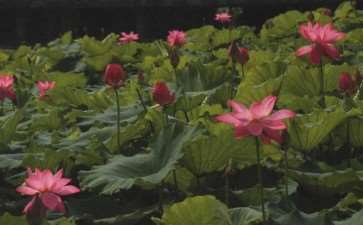 武汉荷花研究中心在哪里 图片