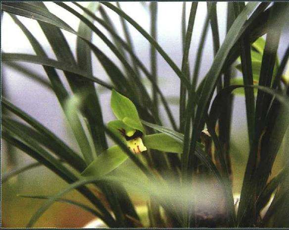 怎么合理施肥提高兰花的抗病能力