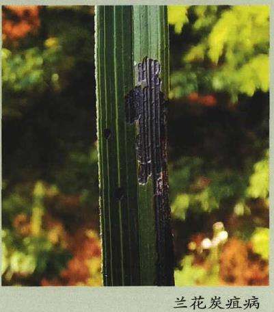 怎么合理施肥提高兰花的抗病能力