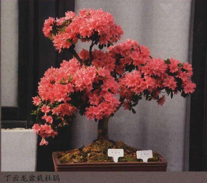 家庭盆景杜鹃怎么养护