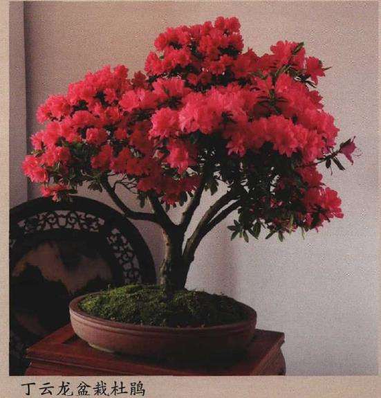 家庭盆景杜鹃怎么养护