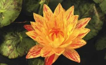 2个睡莲新品种 怎么样 图片