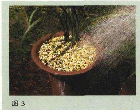 阳台养兰花怎么盆土浇水的方法