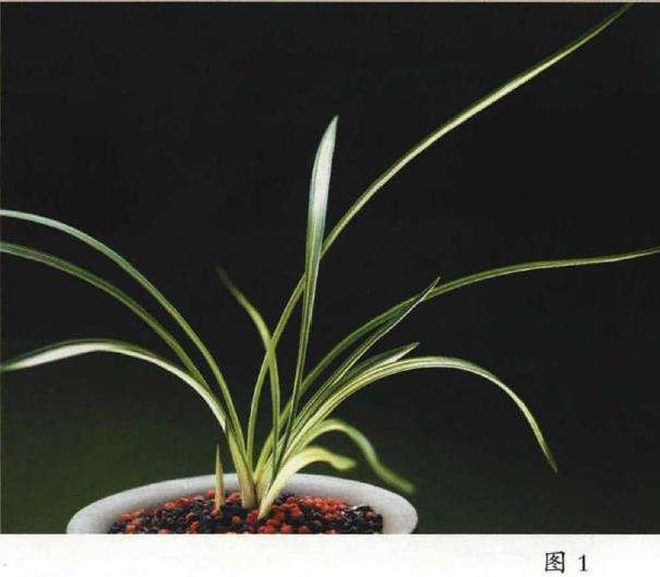 阳台养兰花怎么盆土浇水的方法