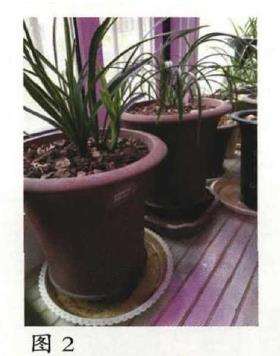 阳台养兰花怎么盆土浇水的方法