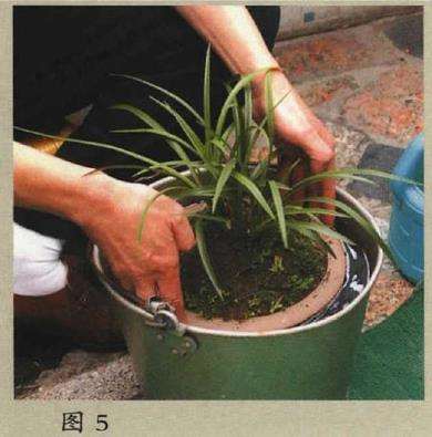 阳台养兰花怎么盆土浇水的方法