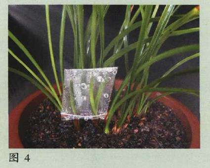 阳台养兰花怎么盆土浇水的方法