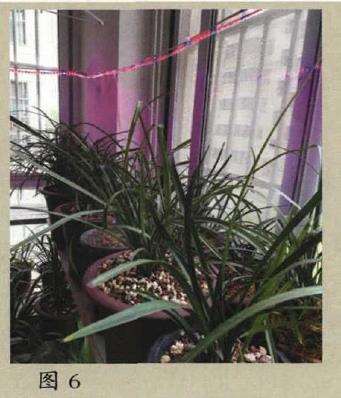 兰花怎么多晒太阳的方法