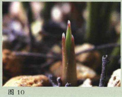 兰花芽期怎么勤观察