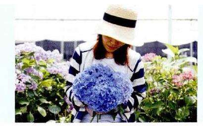 8种适合家庭种植的绣球花 图片