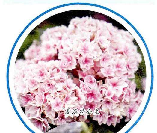 夏洛特公主绣球花