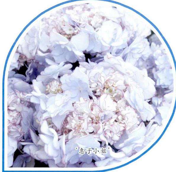 惠子小姐绣球花