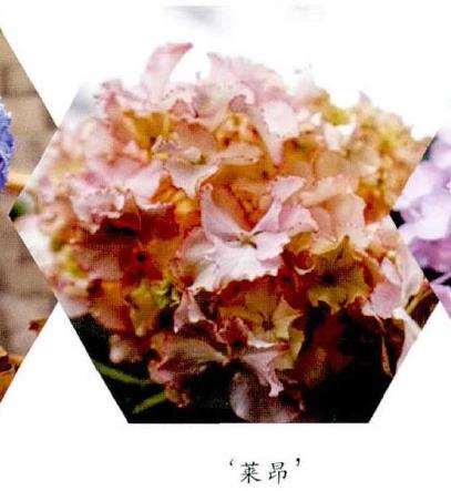 8种适合家庭种植的绣球花 图片