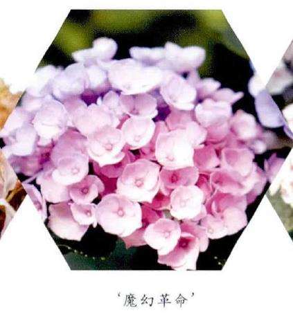 8种适合家庭种植的绣球花 图片