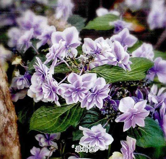 8种适合家庭种植的绣球花 图片