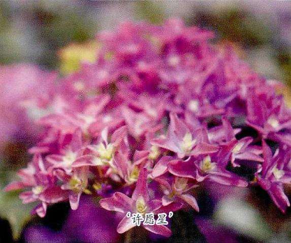 8种适合家庭种植的绣球花 图片