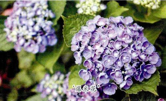 8种适合家庭种植的绣球花 图片