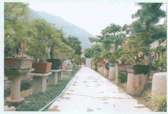 盆景植物虫害的类型及怎么防治的方法