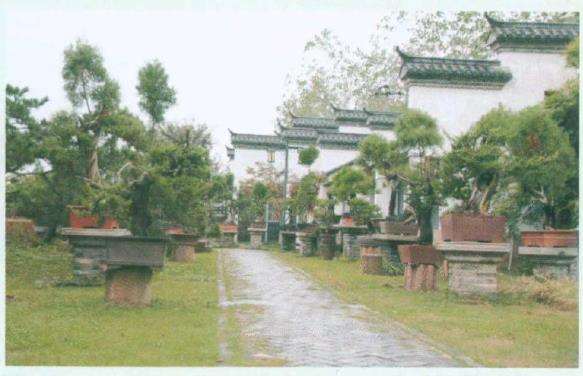 盆景植物病害的类型和防治