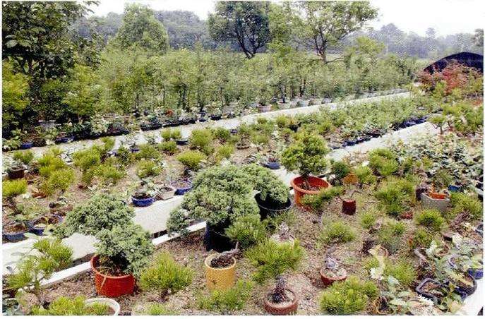 盆景植物病虫害怎么无污染防治的3个方法