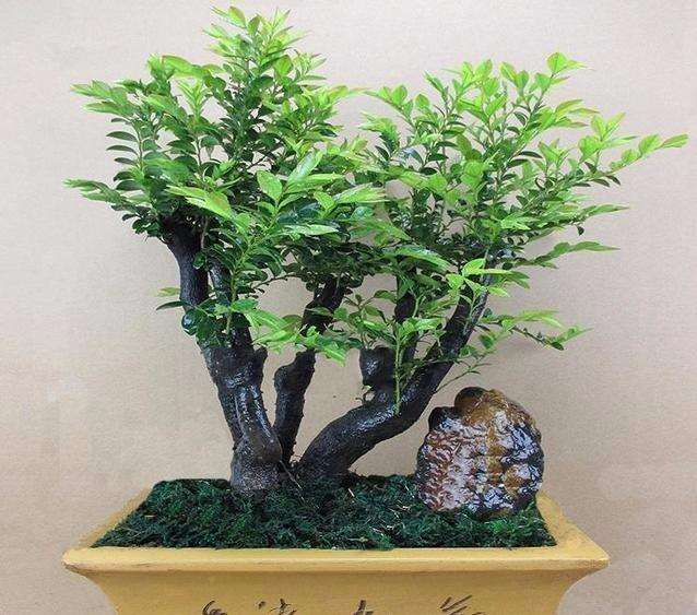 怎么预防盆景植物发生病虫害