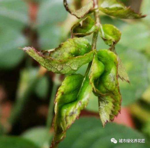 盆景植物病虫害怎么发病的2个原因