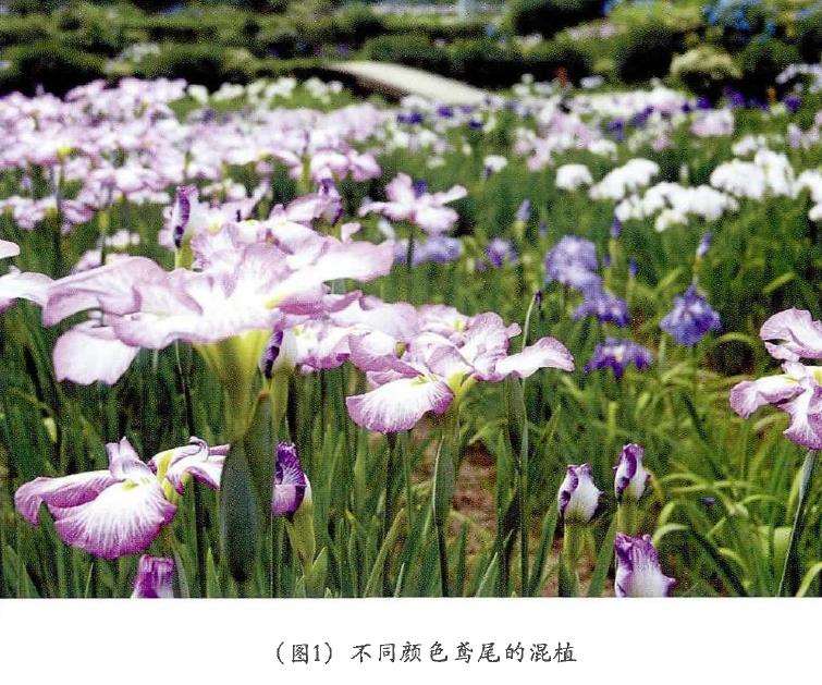 水生植物在园林景观设计中怎么配置