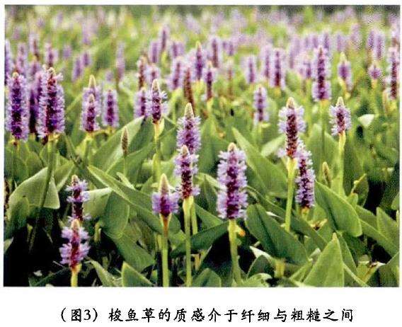 水生植物在园林景观设计中怎么配置