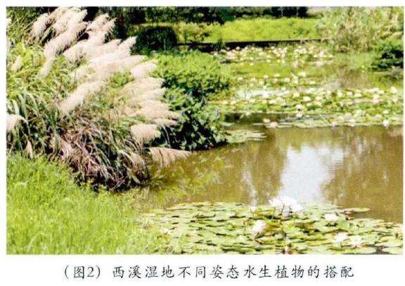 水生植物在园林景观设计中怎么配置