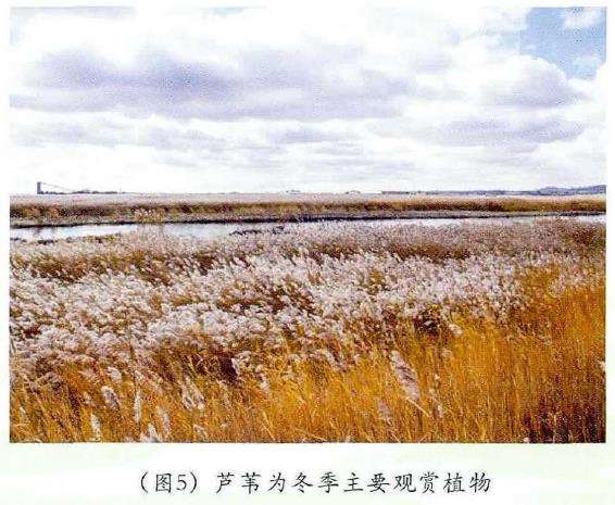 水生植物在园林景观设计中怎么配置