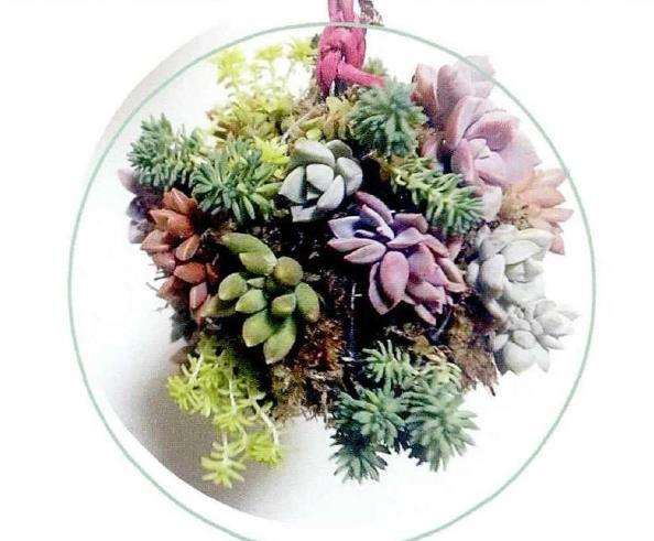 水苔培植多肉植物的7个步骤