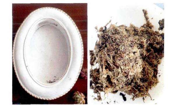 水苔培植多肉植物的7个步骤