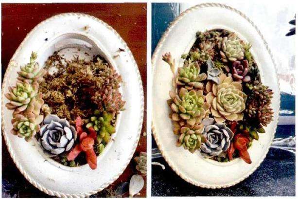 水苔培植多肉植物的7个步骤