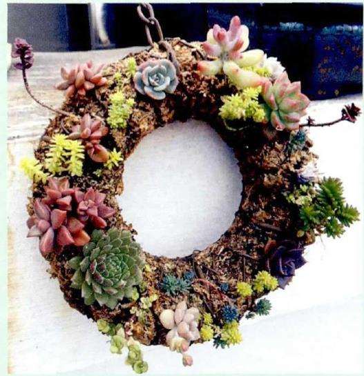 水苔培植多肉植物的7个步骤