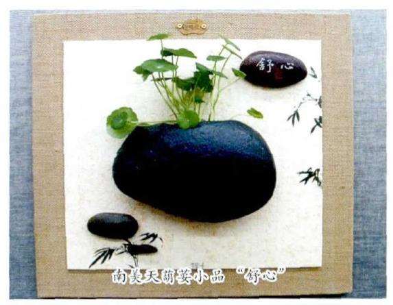 繁殖天葫荽怎么分株扦插