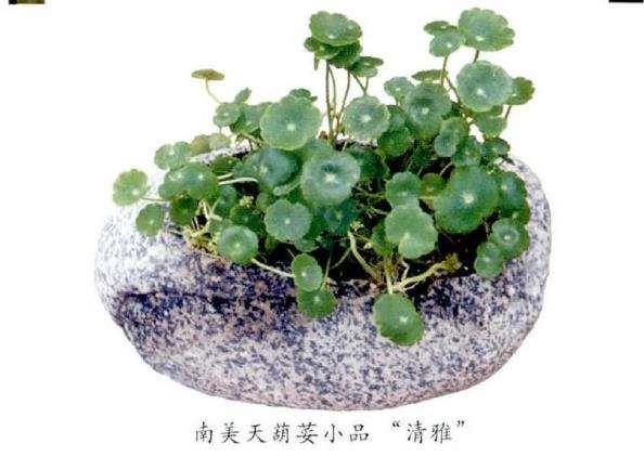 繁殖天葫荽怎么分株扦插