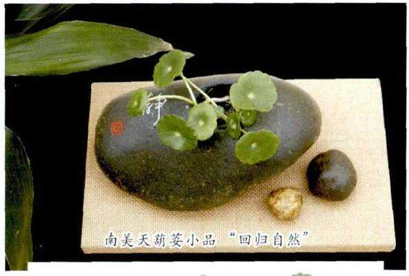 繁殖天葫荽怎么分株扦插