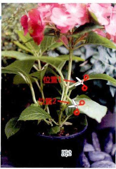 绣球花后怎么修剪的5个方法 图片