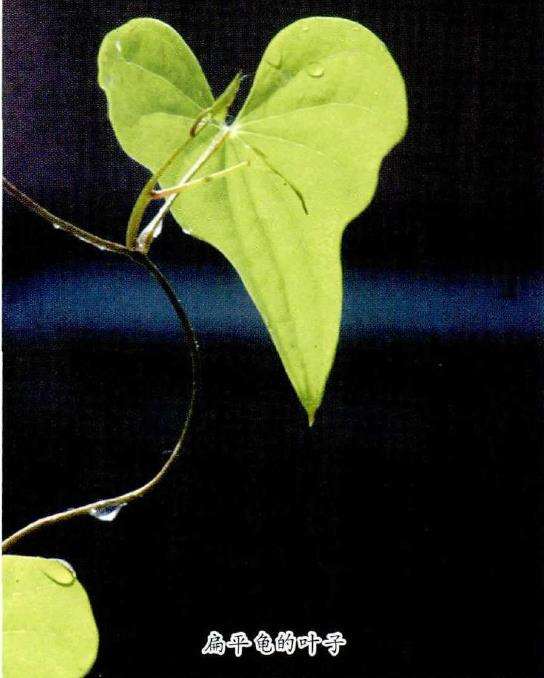 龟甲龙多肉怎么栽培繁殖