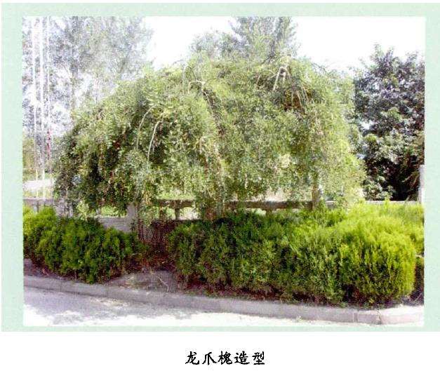 龙爪槐怎么嫁接繁殖的5个方法