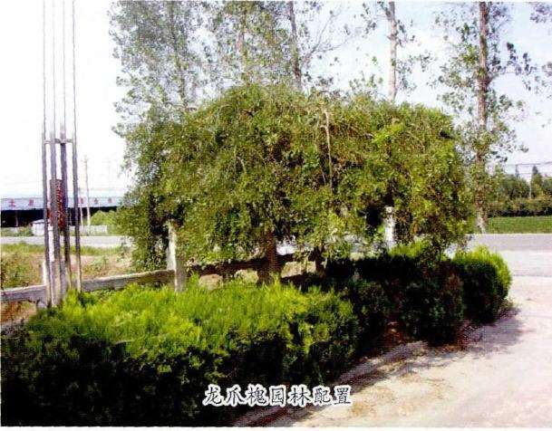 龙爪槐怎么嫁接繁殖的5个方法