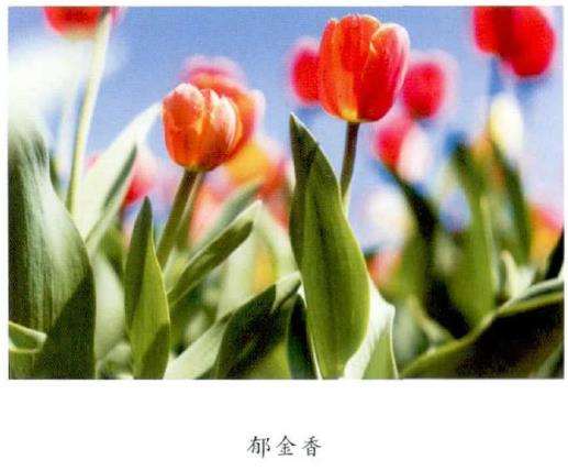秋季阳台适合种植的5个花卉