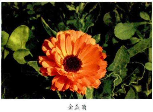 秋季阳台适合种植的5个花卉