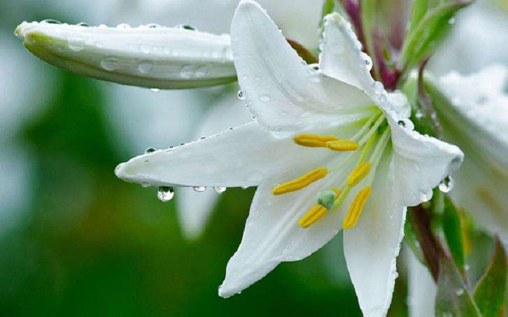 延庆博览园举办北京第二届百合文化节