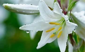 延庆博览园举办北京第二届百合文化节