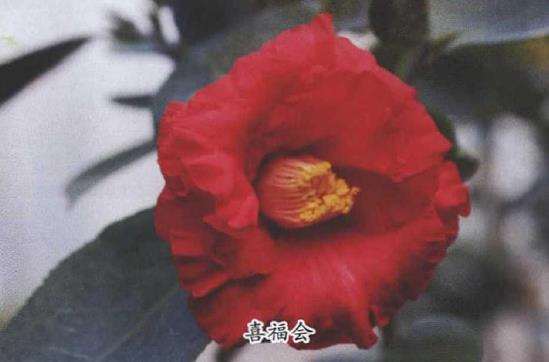 2018年4个茶花新品种介绍 图片